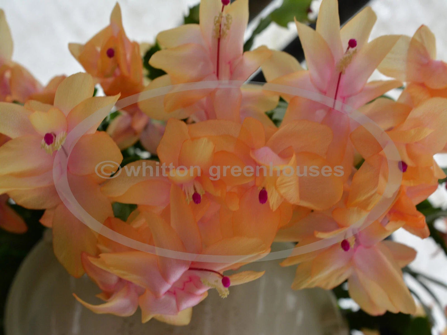 Thanksgiving/Christmas Cactus Cuttings - Schlumbergera "Outono Brazil" - Healthy Rootless Plant Cuttings for Propagation