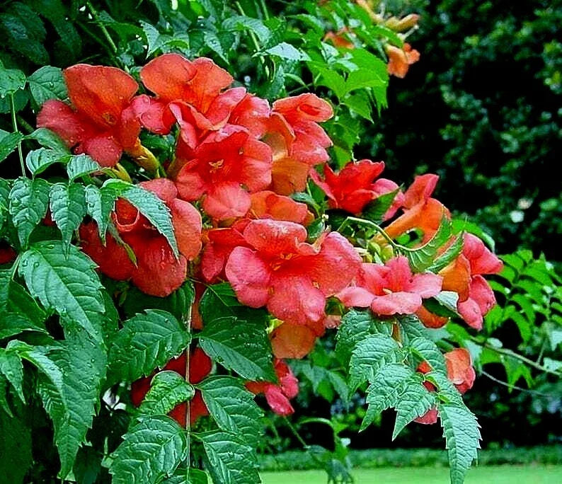 Live Plant Starter Orange Hummingbird Trumpet Creeper Vine Campsis radicans