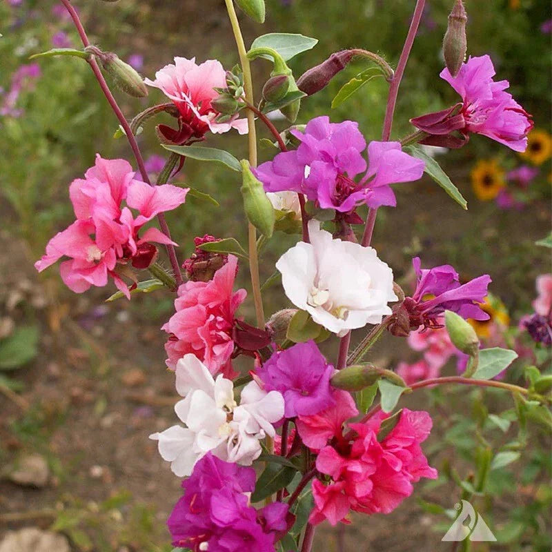 Clarkia Flower Seeds, Elegant Graceful Blooms, CLARKIA Unguiculata, Non-GMO, Annual Wildflower Seeds