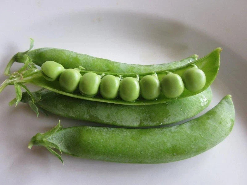 Spring Pea Seeds - Fresh Pea Seeds for Planting - Pisum sativum - Non-GMO, Heirloom, Free Shipping