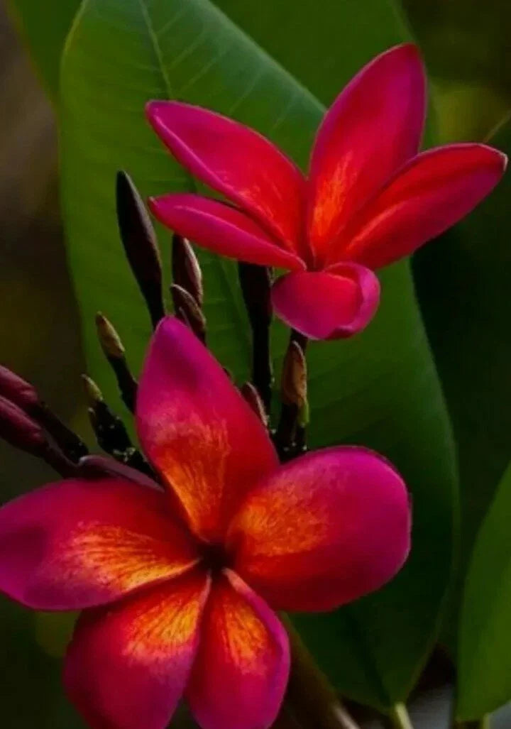 Red Root Plumeria Plant, 3 Inch Pot, Live Plant, Frangipani (Plumeria spp.)