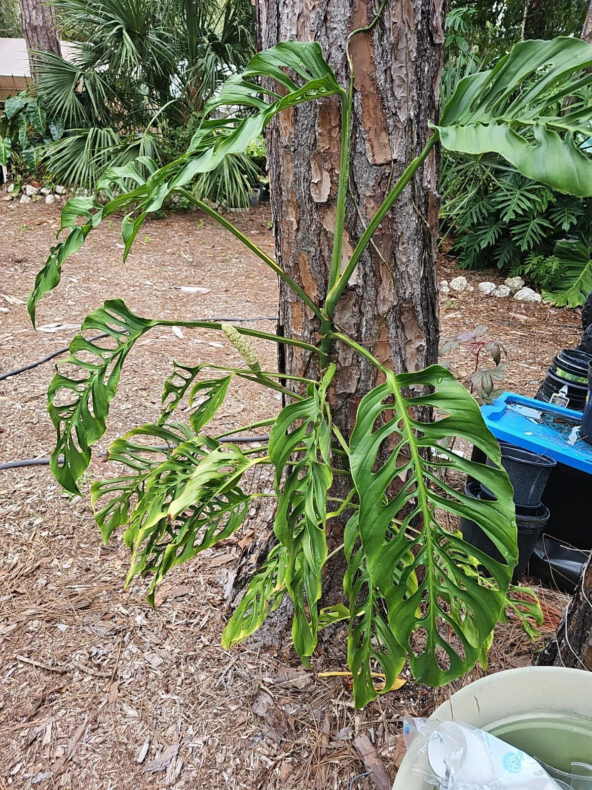 Monstera Adansonii Cuttings 3 Node Swiss Cheese Plant Wide Form Unrooted (Monstera adansonii)