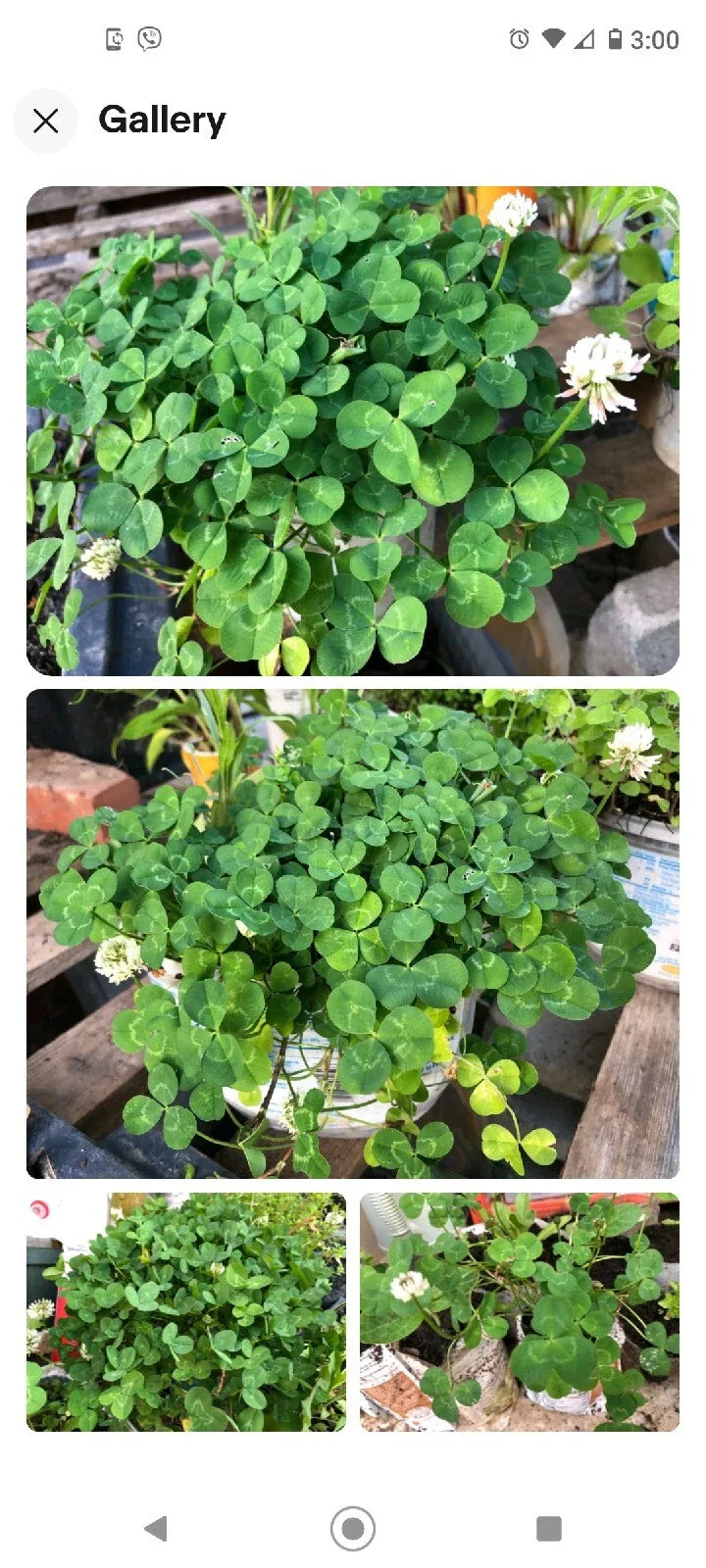 Dutch White Clover Plant 12+ Live Organic Roots Medium Nitrogen Fixer Trifolium repens