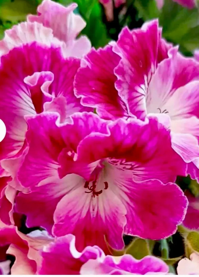 Live Pelargonium Plant 10-12" Tall Rare Pink with White Streaks Geranium (Pelargonium)