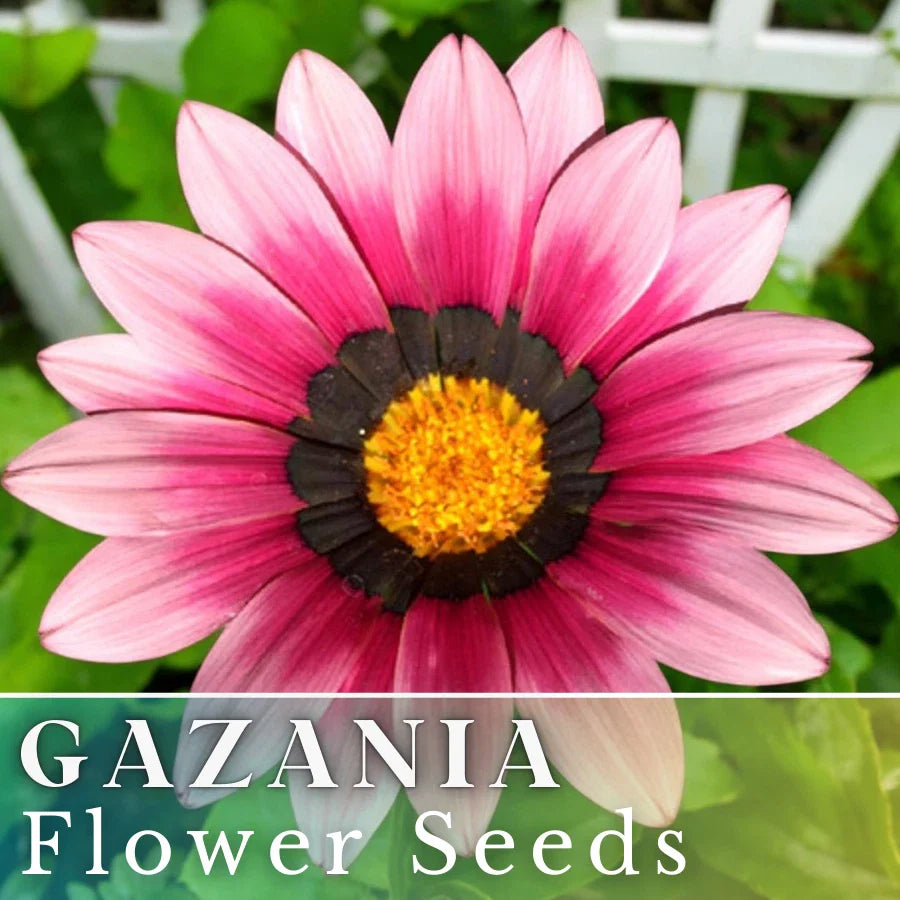 Gazania Seeds - 75+ Cherry Sweetheart - Fragrant Non-GMO Flower Seeds - Beautiful Colorful Blooms