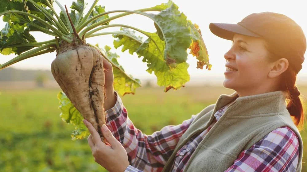 Sugar Beet Seeds - 250+ Seeds - Non-GMO, USA Made, Ships from Iowa - Beta vulgaris