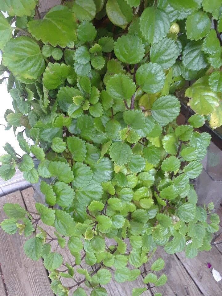 Swedish Ivy Cuttings (5) - Organic 4" Esquejes De Millonaria, Fast Growing Indoor/Porch Plant