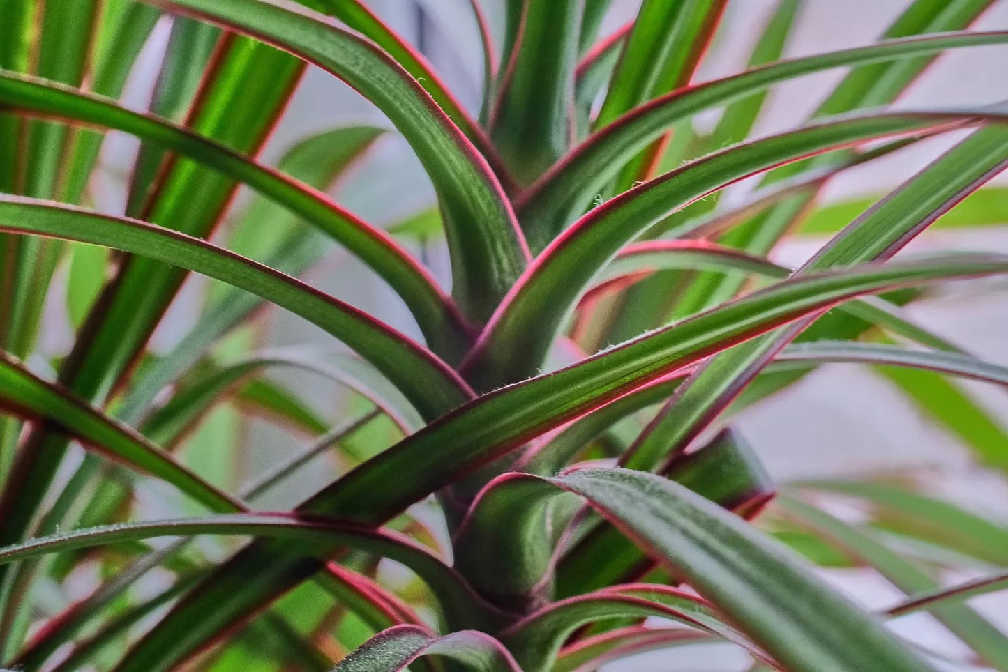 Dracaena Spikes Seeds - 500 Count - Dracaena Sanderiana - Indoor/Outdoor Planting