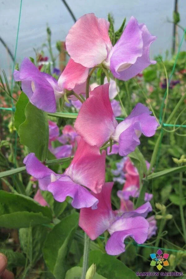 Ella Mountbatten Sweet Pea 50 Seeds - Heirloom Variety - Lathyrus odoratus - Garden Planting, USA