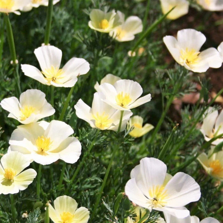 White Linen Poppy Seeds | Ivory Orange California Poppy Seed | Papaver somniferum