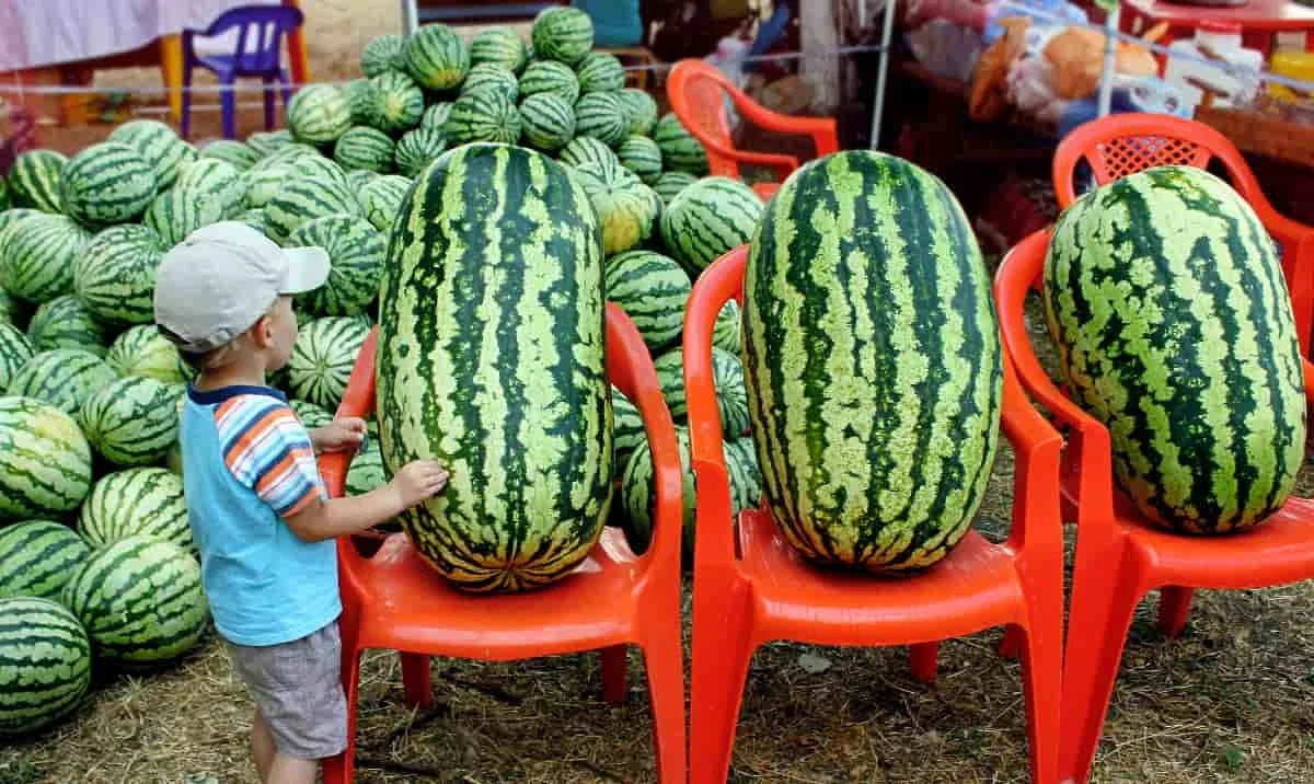 Congo Watermelon Seeds - Large NON-GMO Heirloom Organic Rare - 12 Seeds - Citrullus lanatus