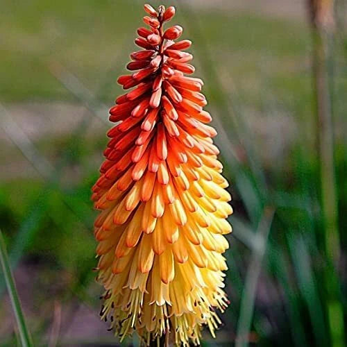 Red Hot Poker Flower Seeds - 50+ Seeds - Kniphofia Uvaria - Perennial Garden Plant