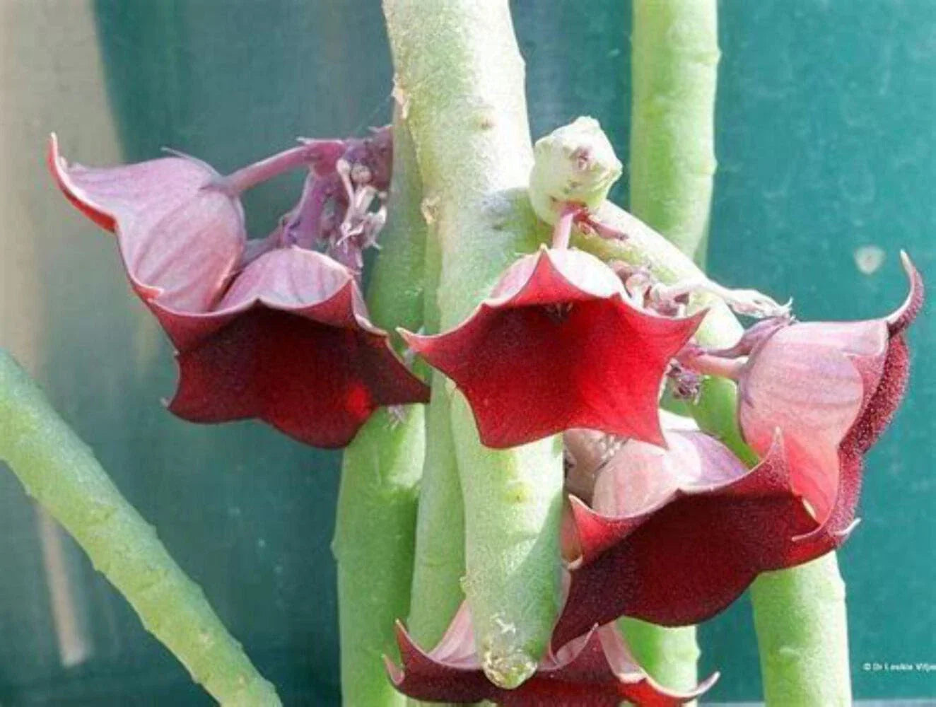Huernia Pendula Cutting - Bootlace Huernia - 4-5 Inches - Succulent Plant Cutting - Unique Houseplant