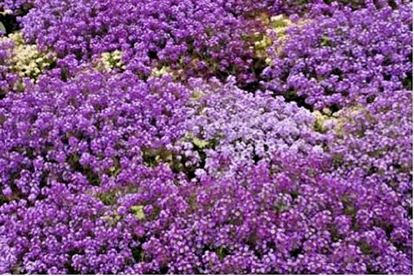 Royal Carpet Sweet Alyssum Flower Seeds - Drought Tolerant Groundcover for Baskets - 1001+ Seeds (Lobularia maritima)