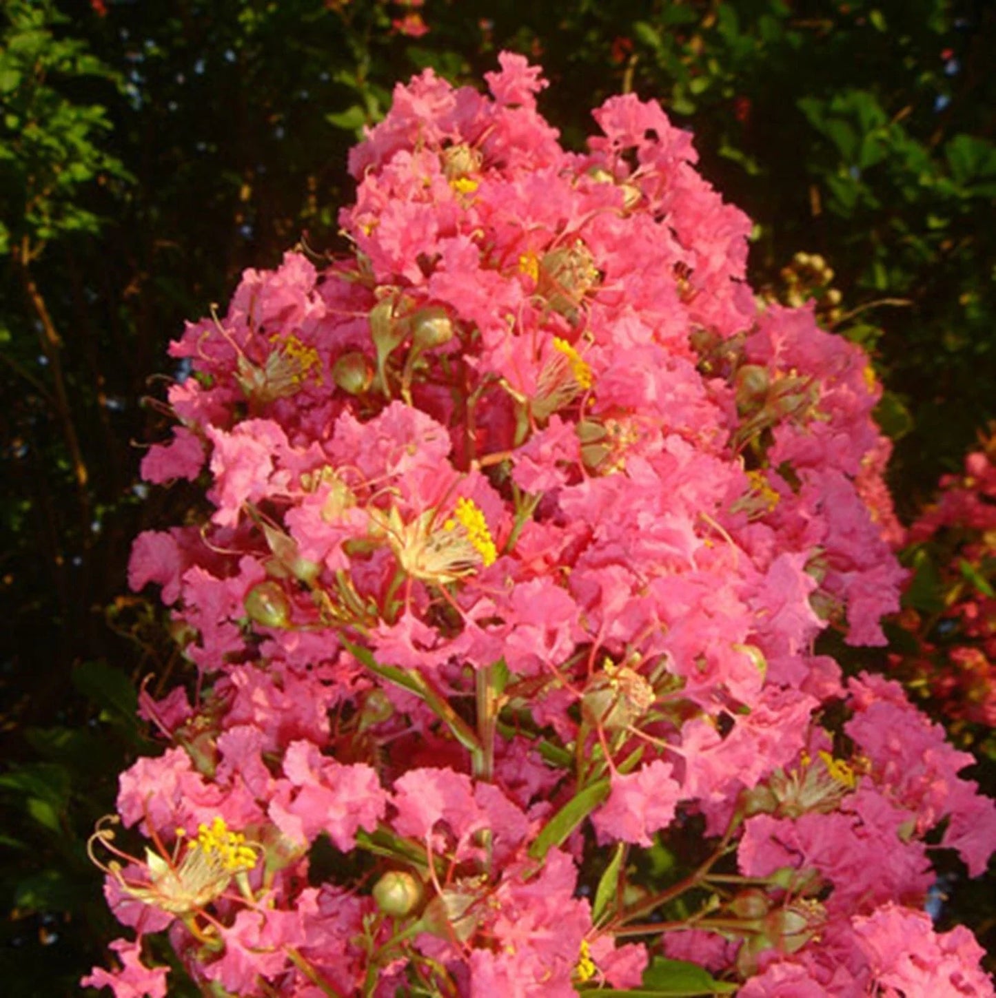 Tuscarora Crape Myrtle Seeds - 20 Perennial Flower Seeds - Lagerstroemia indica - US Seller