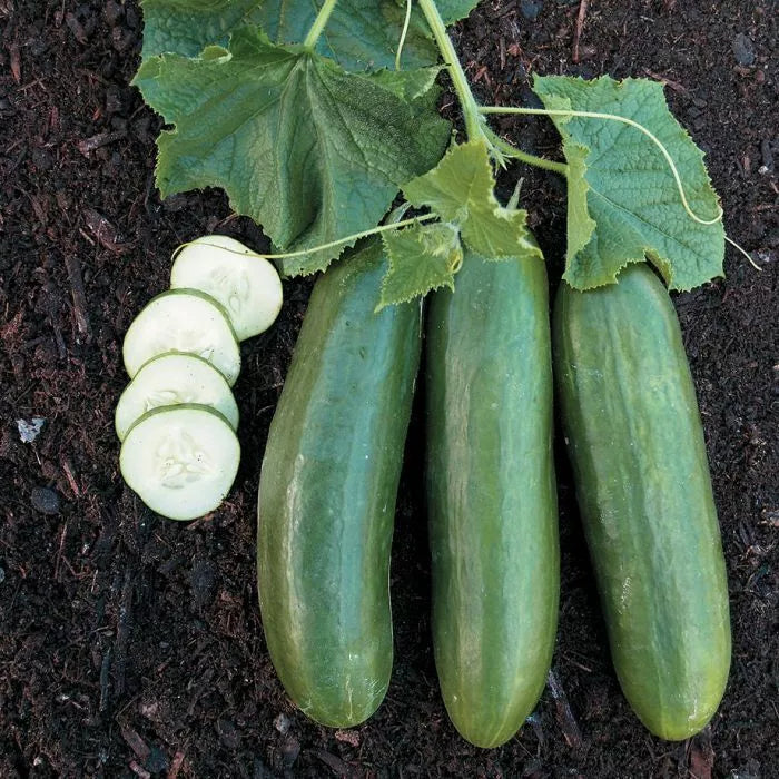 Straight Eight Cucumber Seeds, Heirloom NON-GMO, Variety Sizes, Cucumis sativus, Free Shipping