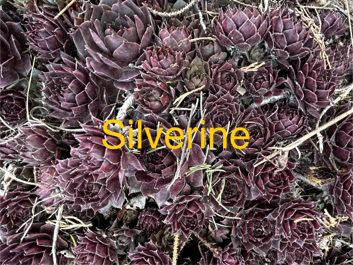 Silverine Hens and Chicks Succulents - 10 Live Plants Sempervivum - Hardy Perennials for Zones 4-8 - Ideal for Gardens and Pots