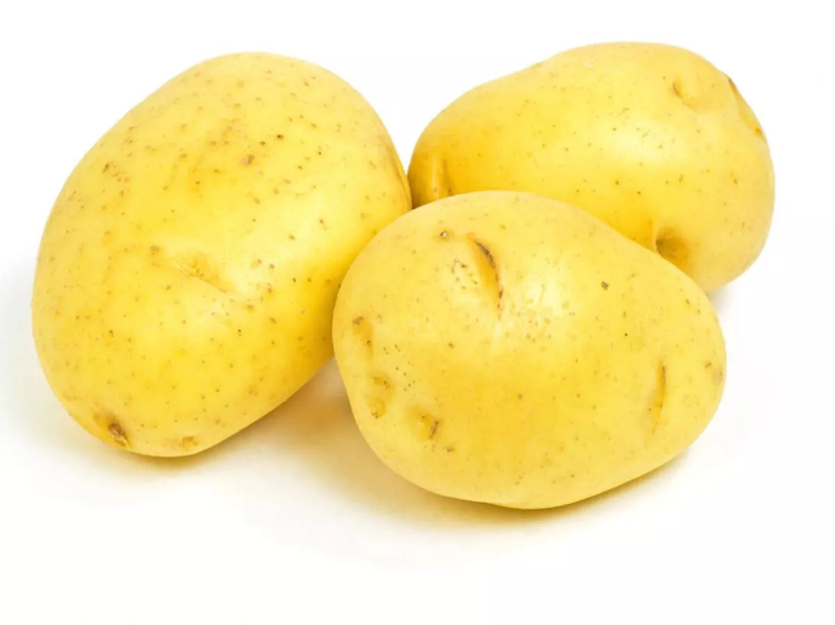 Yukon Gold Seed Potatoes 3 lb Starter - Yellow Skin, Creamy Flesh, Early Variety (Solanum tuberosum)
