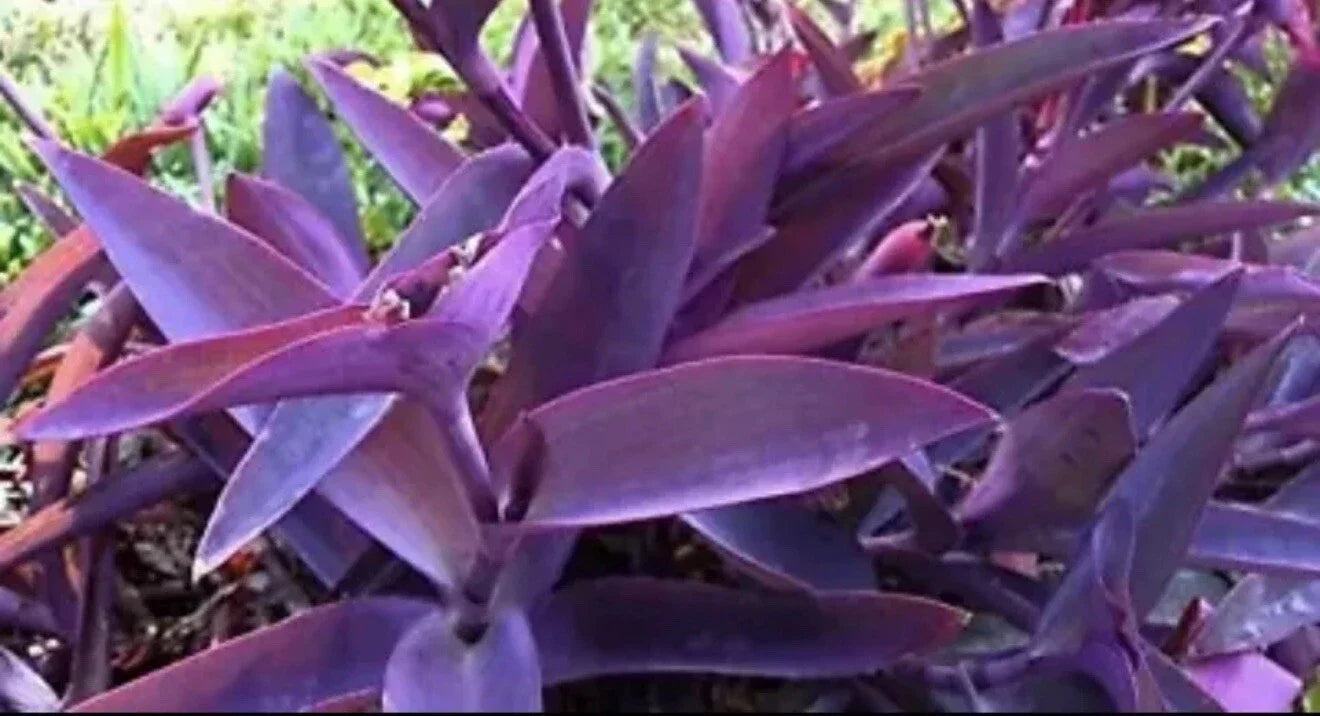 Rooted Philodendron Plant - Variegated Green Congo - Indoor Houseplant, Easy Care, Live Plant