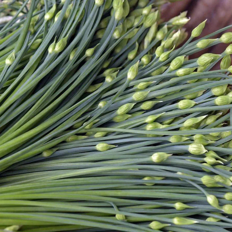 Chinese Garlic Chives Seeds - Dah Yeh Broad Leaf Jiuchai - Allium tuberosum - Ideal for 2025 Planting