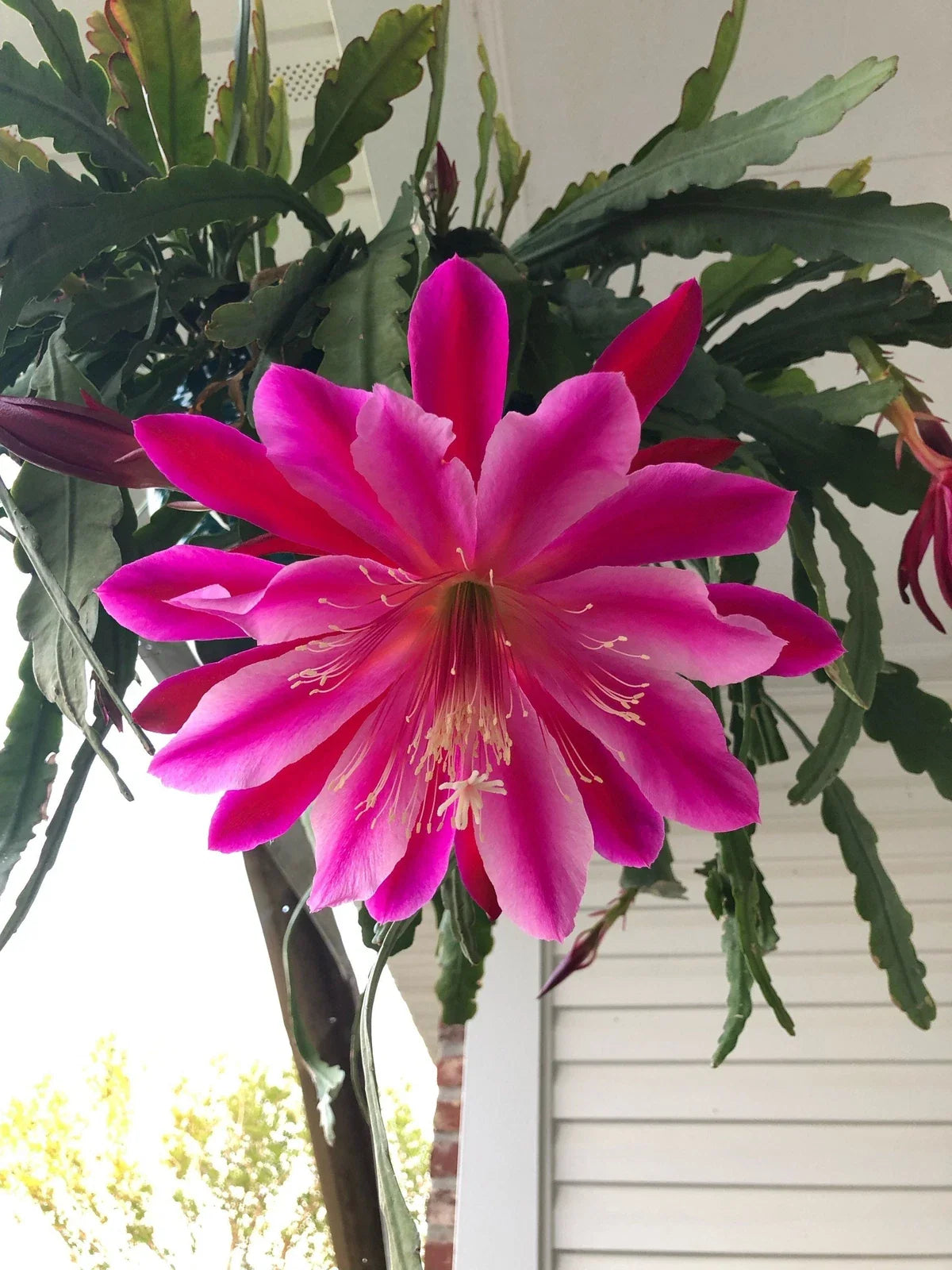EPIPHYLLUM Cuttings - Mystery Color - Succulent Plant Cuttings - US Seller