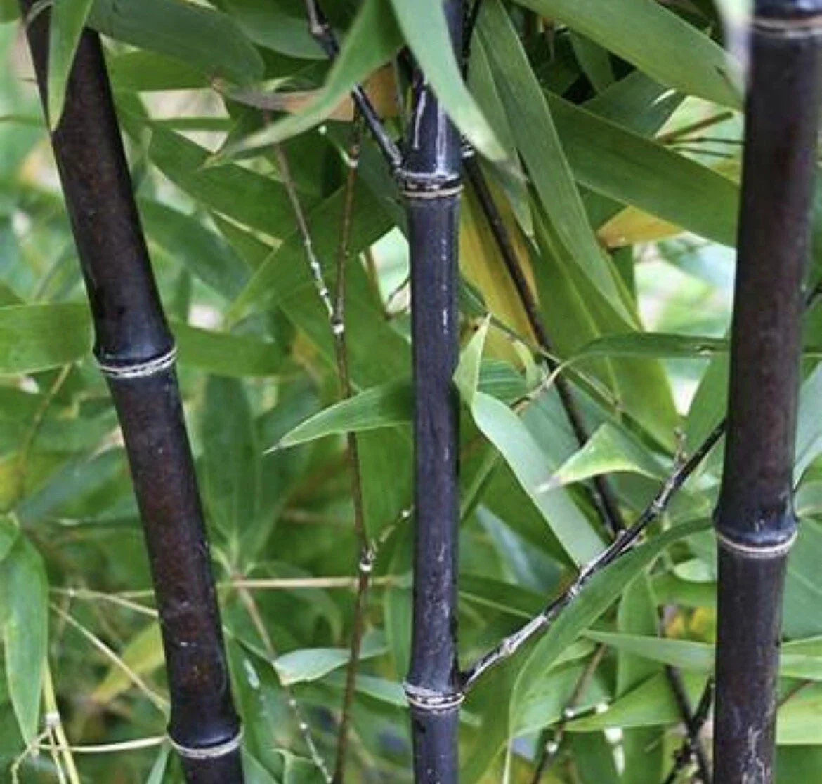 Black Timber Bamboo Rhizome - 2 Live Plants Phyllostachys Nigra, Exotic Black Bamboo for Privacy Screen, Bare Root Plant