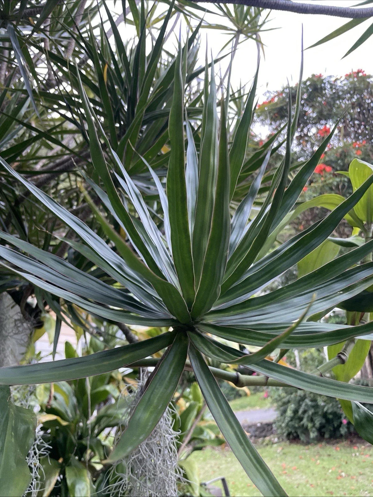 Dracaena Marginata Cuttings - Madagascar Dragon Tree - Hawaii Grown Money Tree - 3 Cuttings