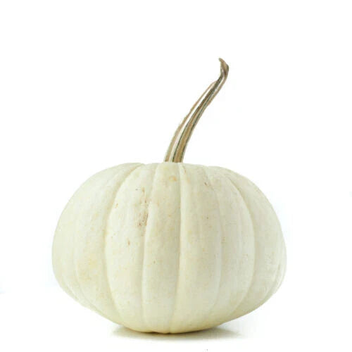 White Ghost Pumpkin Seeds - 25+ Count for Garden Planting - Cucurbita pepo - USA Grown, Non-GMO