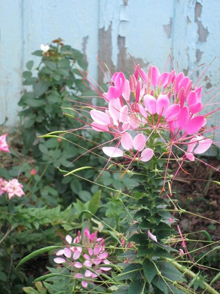 Light Pink Spider Seeds - 100 Count - Clome Spinosa Perennial - US Seller - Ideal for Bee Gardens