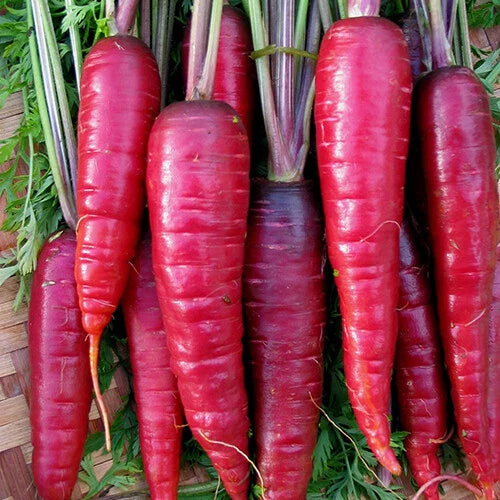 Purple Dragon Carrot Seeds - Heirloom Non-GMO Variety - Daucus carota - Organic Vegetable Gardening