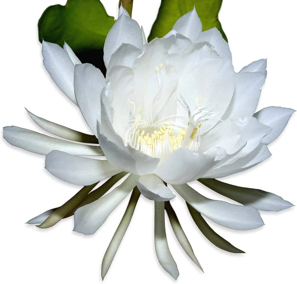 Rooted Live Epiphyllum Oxpetalum Orchid Plant, Queen of the Night, White Blooming Flower