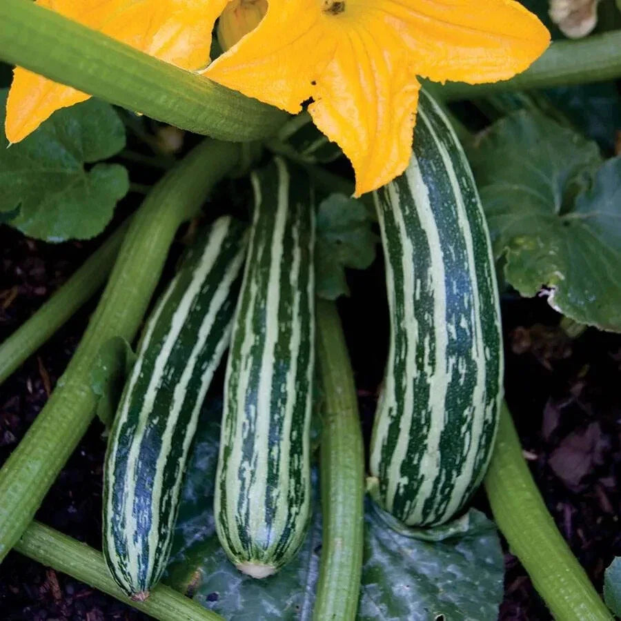Cocozelle Zucchini Squash Seeds - 25+ Striped Variety - Cucurbita pepo - USA Grown, Free Shipping