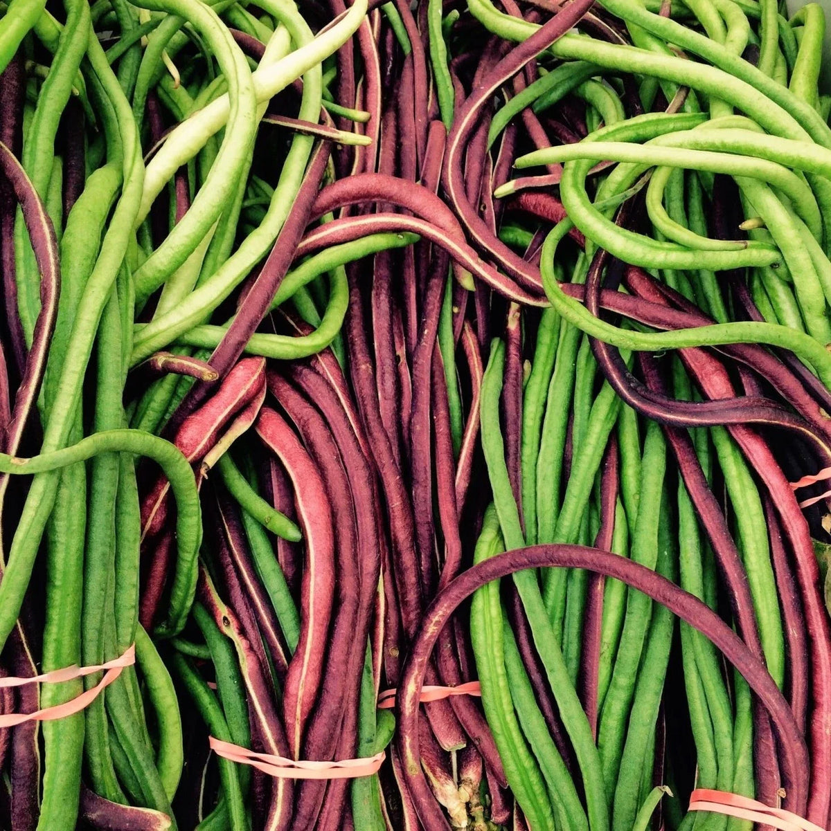 Yard Long Bean Seeds - 2 Color Mix - Red & Green Pole Asian Vegetable - Vigna unguiculata subsp. sesquipedalis