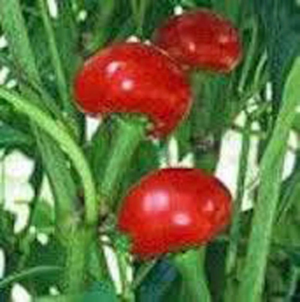 Red Sweet Cherry Pepper Seeds, Heirloom Non-GMO, 500+ Seeds - Capsicum annuum