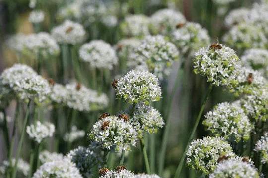 Mountain Mint Seeds - 100+ Seeds - Pycnanthemum virginianum - Aromatic Herb for Garden Planting - Free U.S. Shipping