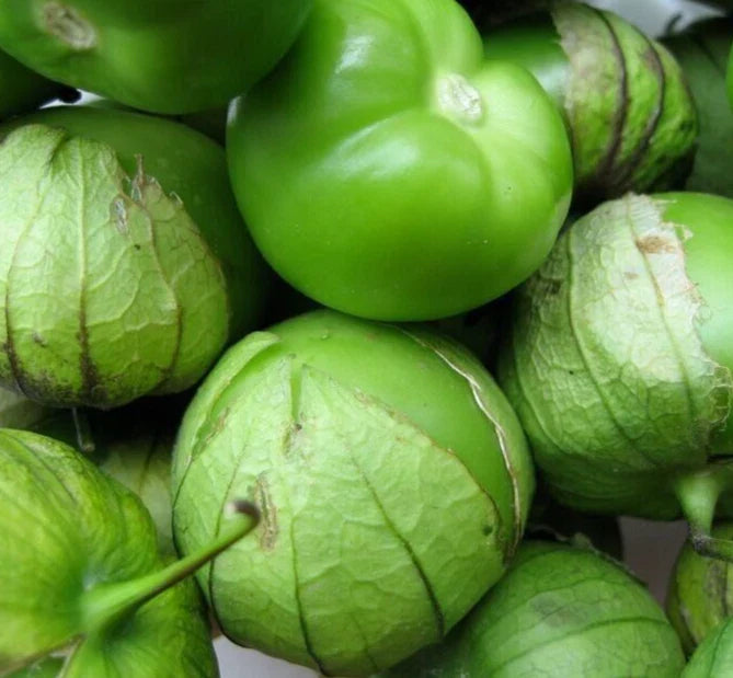 Tomatillo Seeds 200+ "Verde" Latin American Culinary Vegetable - Perfect for Garden Planting, Free Shipping