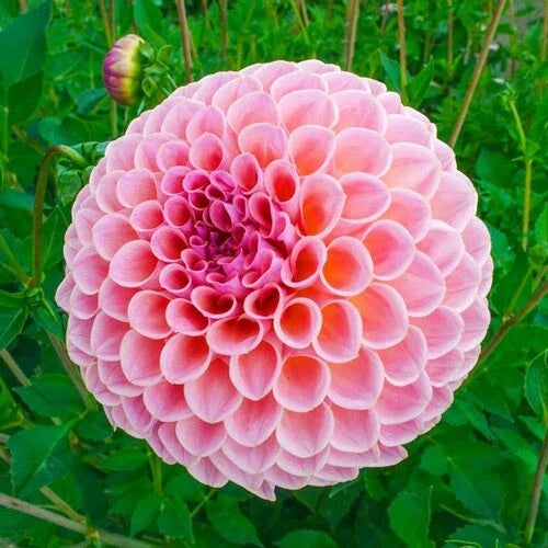 25 Winnie Dahlia Flower Seeds - Perennial Blooming Variety - Garden Seeds for Planting - Dahlia spp.