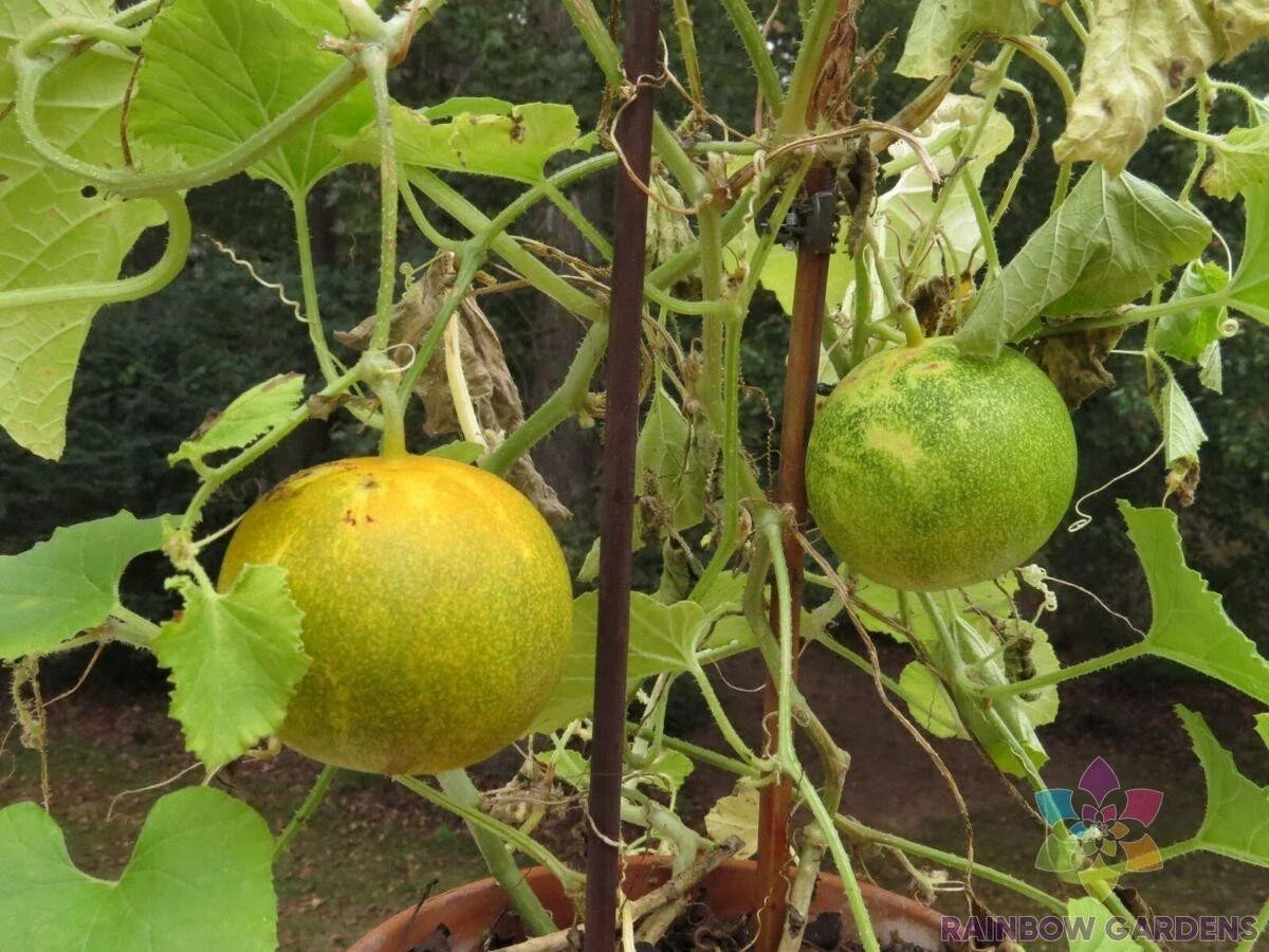Dosakai Cucumber Seeds - 25+ Pack for Garden Planting - Cucumis sativus - USA Grown, Non-GMO