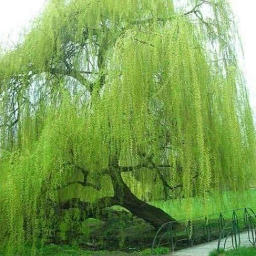 Willow Tree Cuttings 5 Pack - Bright Green Weeping Willow (Salix babylonica) for Gardening and Propagation
