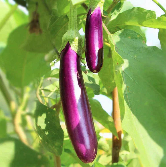 Long Purple Eggplant Seeds | Italian Heirloom Aubergine | Brinjal Squash Seed | Solanum melongena 2025