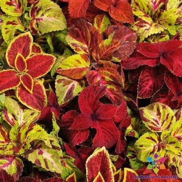 Coleus Seeds Pack - 25+ Wizard Select Mixture - Colorful Foliage for Garden - Coleus blumei