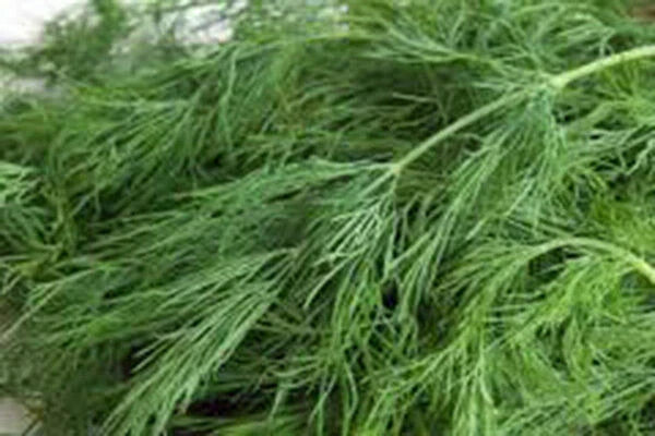 Dill Seed - Heirloom Bouquet - Non-GMO - 50+ Seeds - Fresh or Dried Herb - Anethum graveolens