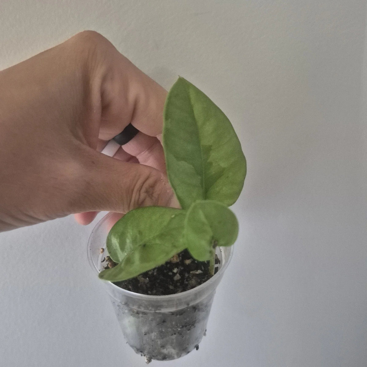 Mystery Pothos Starter Plants in 2 Inch Pot - Variegated Green Foliage - Epipremnum aureum
