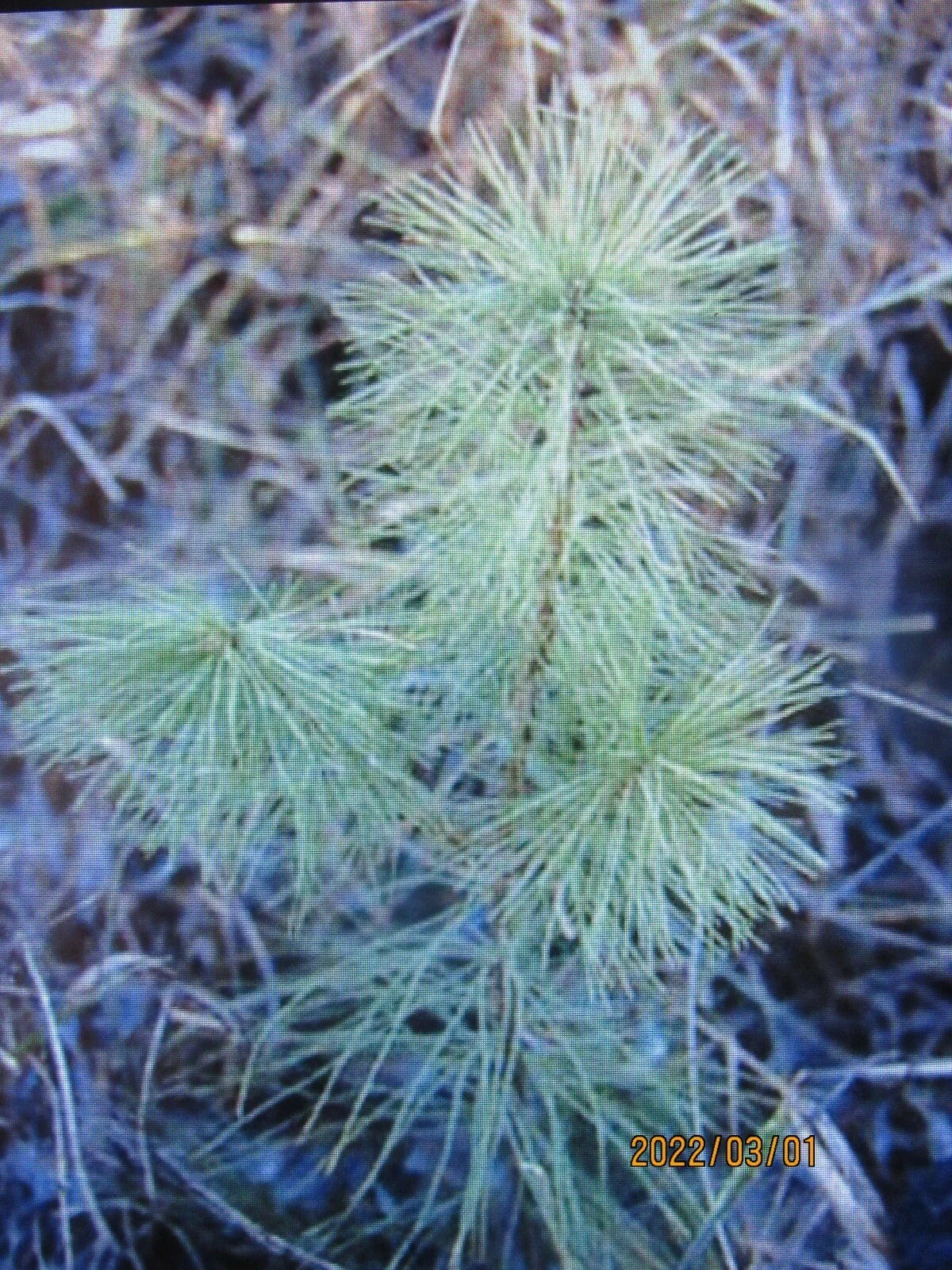 White Pine Seedlings 6-10 Inch Bare Root Transplants - Pinus strobus - 25 Pack for Spring Planting