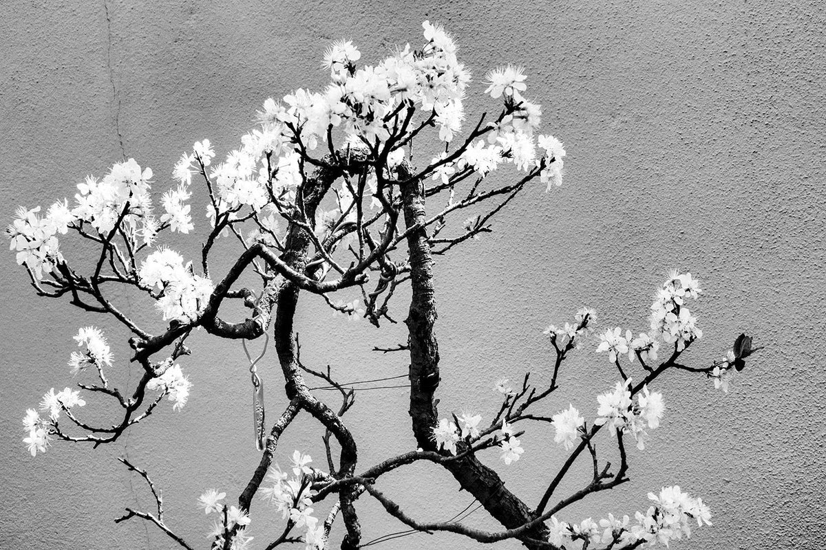 Cherry Tree Bonsai Seeds - 20 Seeds for Planting - Prunus serrulata - Ideal for Indoor Gardening