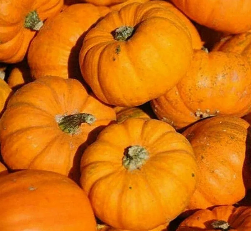Pumpkin Seeds 20+ Jack Be Little Decorative Garden Seeds Cucurbita pepo