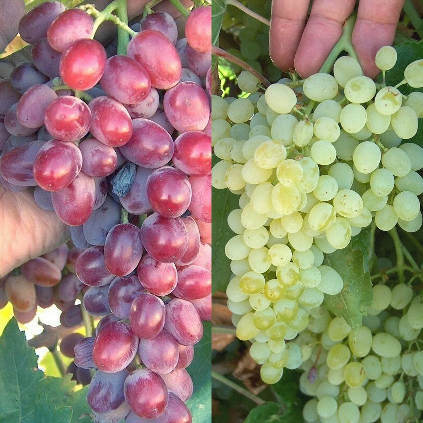 Crimson Thompson Vine Bare Root Plant - Seedless Table Grape Raisin - Vitis vinifera