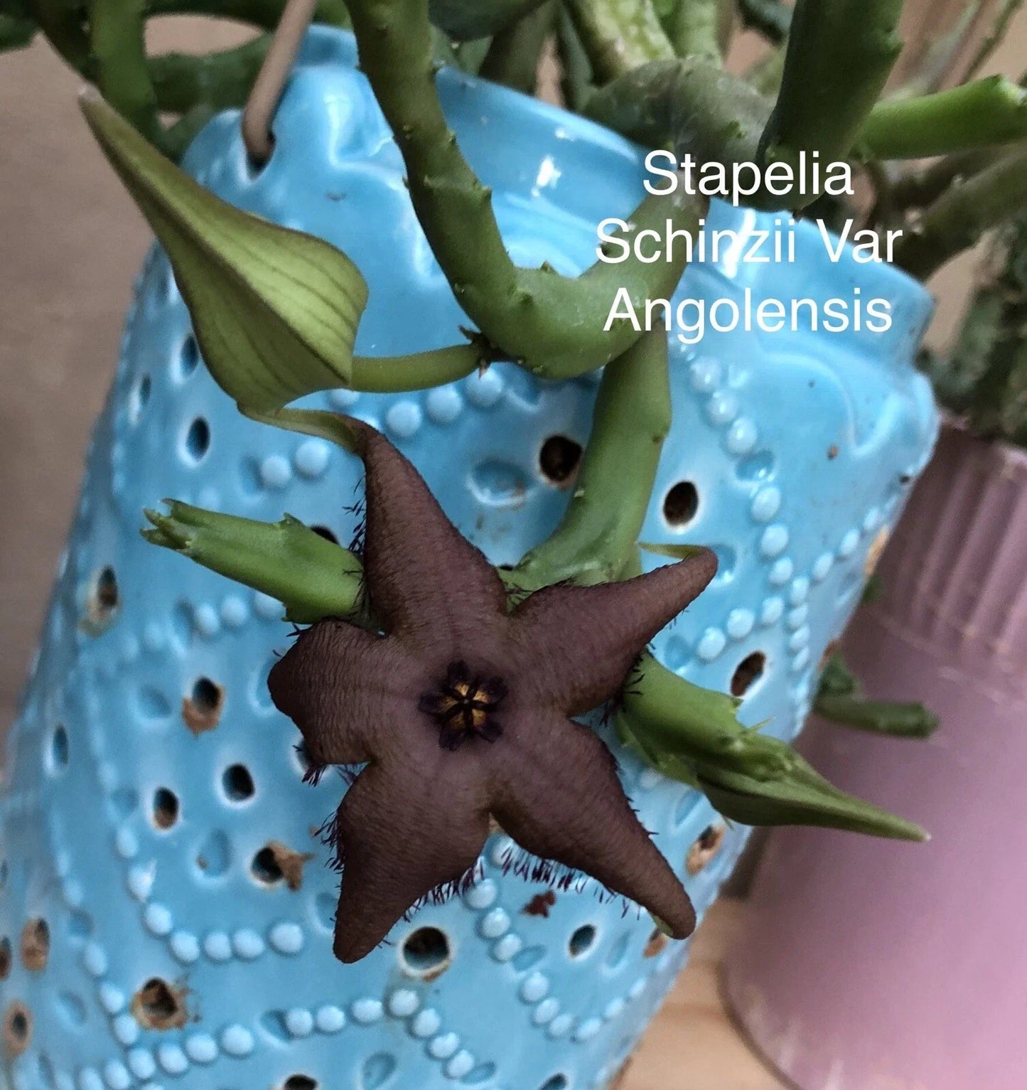 Stapelia Plant 4" Rooted Succulent Variety Orbea Huernia Cactus - Stapelia schinzii