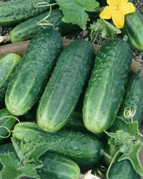 Carolina Cucumber Seeds - 100+ Heirloom Organic NON-GMO - Cucumis sativus - Fresh Gardening Seeds