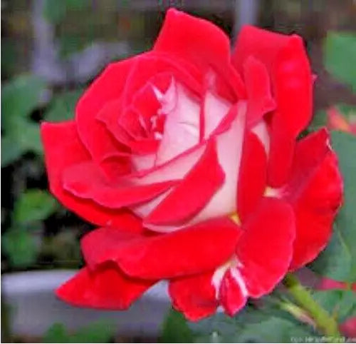 Rose Bush 1-2 Ft Red Silver White Spicy Scent Grandiflora 'Love' AARS 1980
